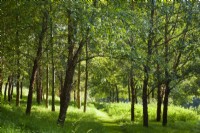 Clairière ensoleillée dans une forêt plantée principalement de Betula nigra - bouleau noir - septembre