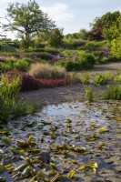 Vue sur le jardin de graviers avec étang rempli de Nymphaea - nénuphars - plantes marginales aquatiques dont Typha - joncs - plantation de jardin de Lysimachia ciliata 'Firecracker', graminées ornementales et Alliums