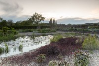 Vue du lever du soleil sur le jardin de gravier avec étang rempli de nénuphars et de scirpes et de plantes marginales aquatiques, dont Lysimachia ciliata 'Firecracker' - salicaire à feuilles violettes et Ligularia