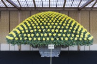 Plante de chrysanthème jaune unique cultivée en pot, palissée et pincée pour produire plusieurs centaines de fleurs en forme de dôme. Cette technique est appelée Ozukuri au Japon où l'image a été prise.