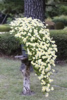 Chrysanthème jaune pâle cultivé dans un pot et dont la forme évoque un pin puissant qui pousse dans la roche au bord d'une falaise. Cette technique est appelée Kengaigiku au Japon où l'image a été prise.