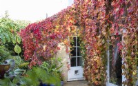 Couleurs d'automne de Parthenocissus quinquefolia sur April House, Gloucestershire,