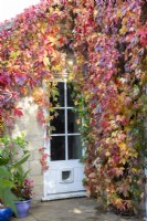 Couleurs d'automne de Parthenocissus quinquefolia autour d'une porte à April House, Gloucestershire,