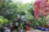 Exposition de plantes cultivées en pot à April House, Gloucestershire, notamment Ensete ventricosum 'Maurelii' et Begonia 'Burning Embers' avec toile de fond de bambou et Parthenocissus quinquefolia.