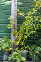 Trachelospermum jasminoides cultivé en pot grimpe sur une pergola contre un mur vert avec Osmunda regalis et Athyrium otophorum var. okanum en pots à April House, Gloucestershire