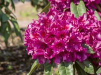 Rhododendron Hybride Violet Dream, été juin