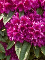 Rhododendron Hybride Violet Dream, été juin