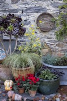 Pots d'automne dans un jardin de cottage, avec Carex comans 'Frosted Curls', cyclamen rouge, Athyrium niponicum var. pictum, Heuchère 'Obsidienne' et Aeonium