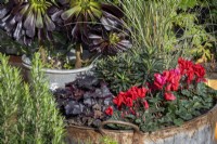 Pots d'automne, avec Miscanthus sinensis 'Morning Light', cyclamen rouge, Euphorbia amygdaloides 'Purpurea', Heuchera 'Obsidian' et Aeonium