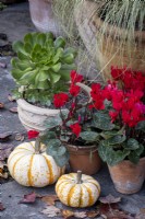 Pots d'automne dans un jardin de cottage, avec Carex comans 'Frosted Curls', cyclamen rouge et courges ornementales