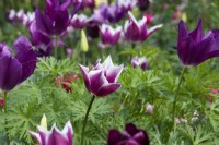 Un mélange de tulipes roses et violettes : 'Ballade' et 'Burgundy''.