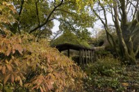 Une maison d'été en bois recouverte de mousse apparaît derrière le feuillage d'un arbre aux feuilles aux couleurs d'automne dans un jardin boisé. La maison du jardin, Yelverton. Automne, novembre