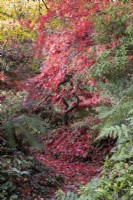 Un chemin incurvé, couvert de feuilles d'acer palmatum rouge vif tombées, serpente à travers un ravin bordé de fougères de chaque côté et un petit ruisseau coule à droite du chemin. La maison du jardin, Yelverton. Automne, novembre