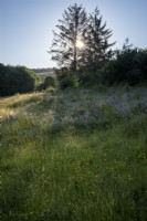 Prairie de fleurs sauvages avec des graminées mélangées, des renoncules et un hochet jaune, coucher de soleil