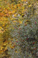 Fagus sylvatica couleur d'automne avec un houx femelle - Ilex aquifolium à la mi-novembre