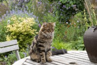 Un chat appelé Roméo est assis sur la table à manger sur fond de parterres de fleurs d'été.