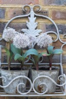 L'Allium karataviense blanc, un oignon ornemental qui fleurit à la fin du printemps, est planté dans des pots et suspendu à un mur.