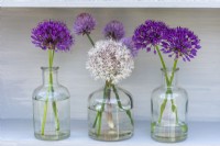 Bouteilles en verre d'Allium karataviense blanc avec Allium 'Purple Sensation', oignons ornementaux.