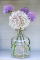 Une bouteille en verre d'Allium karataviense blanc avec Allium 'Purple Sensation', oignons ornementaux.