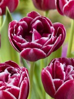Tulipa Double Late Dream Touch, printemps mai