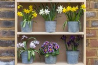 Sur l'étagère supérieure, des pots de Narcisse 'Tête-à-Tête' se trouvent de chaque côté du Narcisse 'Snow Baby''. Ci-dessous (de gauche à droite) se trouvent Chionodoxa 'Pink Giant', Primula polyanthus et Iris reticulata 'JS Dijt''.