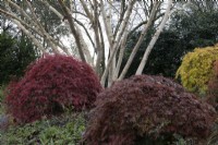 Acers avec feuillage et couleurs d'automne au premier plan avec les troncs distinctifs de Betula ermanii 'Grayswood Hill' en arrière-plan. Automne, novembre