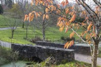 Un arbre Prunus Ukon, au feuillage d'automne, à côté d'un pont de pierre et d'un chemin de gravier incurvé avec un arboretum en arrière-plan. La maison du jardin, Yelverton. Automne, novembre