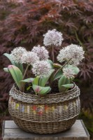 Un vieux panier en osier d'Allium karataviense blanc, un oignon ornemental à croissance basse avec de larges feuilles glauques et des fleurs blanches, de 8 cm de diamètre, composées de 50 minuscules fleurettes en forme d'étoile.