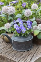 Une bouilloire en cuivre remplie d'altos, avec des pots assortis plantés d'Allium karataviense blanc.