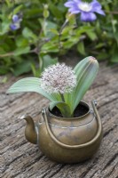 Une vieille bouilloire en laiton plantée d'Allium karataviense blanc, un oignon ornemental à croissance basse avec de larges feuilles glauques et des fleurs blanches, de 8 cm de diamètre, composées de 50 minuscules fleurettes en forme d'étoile.