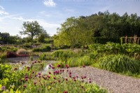 Vue sur un jardin de gravier avec Cirsium rivulare 'Atropurpureum' au premier plan - chemin de gravier menant à l'étang
