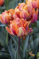 Tulipa 'Orange Princess' est une double avec de nombreux pétales d'un orange riche, avec des plumes rouges et vertes sur les pétales extérieurs.