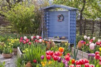 Jardin printanier avec parterres de fleurs surélevés remplis de tulipes et un belvédère bleu en arrière-plan.