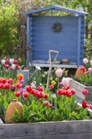 Parterre de fleurs surélevé avec tulipe 'Leen Van Der Mark' et outils de jardinage avec gazebo bleu en arrière-plan.