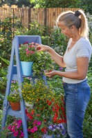 Femme enlevant les fleurs fanées du pot de verveine cultivée et d'autres fleurs annuelles sur une échelle.