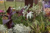 Feuilles noires de Canna avec Euphorbia panaché et Salvia à fleurs rouges dans Wrapped up in Nature' - Magnifiques parterres de fleurs - BBC Gardener's World Live 2018