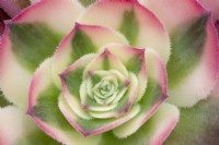 Aeonium 'Sorcière Rose'