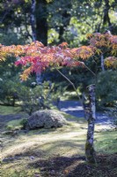 Petit Acer rétroéclairé aux couleurs de l'automne