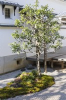 Deux petits arbres poussant sur une île de mousse dans un petit jardin de gravier dans la cour du complexe du temple.