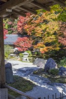 Placer des roches dans du gravier ratissé connu sous le nom de karesansui qui se traduit par « eau sèche de montagne » dans un petit jardin avec des îlots de plantation de mousse. Vue des Acers en couleur d'automne derrière.