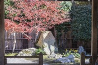 Vue sur un petit jardin de mousse, de rochers et d'arbustes dans le complexe du temple. Acer palmatum en couleur d'automne.