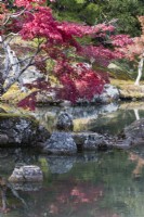 Plantation d'arbres et d'arbustes au bord du lac du Jardin Sogen reflété dans l'eau. Acers aux couleurs automnales.