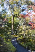 Chemin de gravier dans le jardin avec arbre aux couleurs automnales.