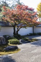 Bordure du jardin zen principal de gravier ratissé, connu sous le nom de karesansui, qui se traduit par « eau sèche de montagne ». Rochers et arbres placés aux couleurs de l'automne et vue sur l'extérieur du jardin.