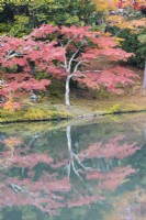 Plantation d'arbres et d'arbustes au bord du lac du Jardin Sogen reflété dans l'eau. Acers aux couleurs automnales.