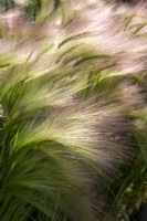 Hordeum jubatum - Orge sétaire, herbe à queue d'écureuil