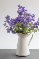 Salvia viridis 'Blue' dans un pichet blanc sur la table à l'intérieur sur fond uni
