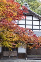 Bâtiment à côté de l'entrée du jardin avec Acer aux couleurs d'automne devant.