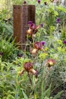 Iris barbu 'Kent Pride et Cirsium rivulare 'Trevor's Blue Wonder' - Plume Thistle - poutre verticale en métal rouillé