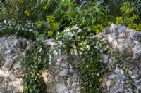 Un parterre de fleurs surélevé fabriqué à partir de béton de récupération recyclé avec Rosa pimpinellifolia syn. spinosissima et Erigeron annuus poussant dans les fissures avec Géranium 'Dreamland' et Euphorbia 'Blue Haze' dans le parterre de fleurs
